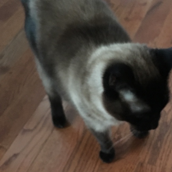 Meet your Posher, Danielle - Picture 1 of 1